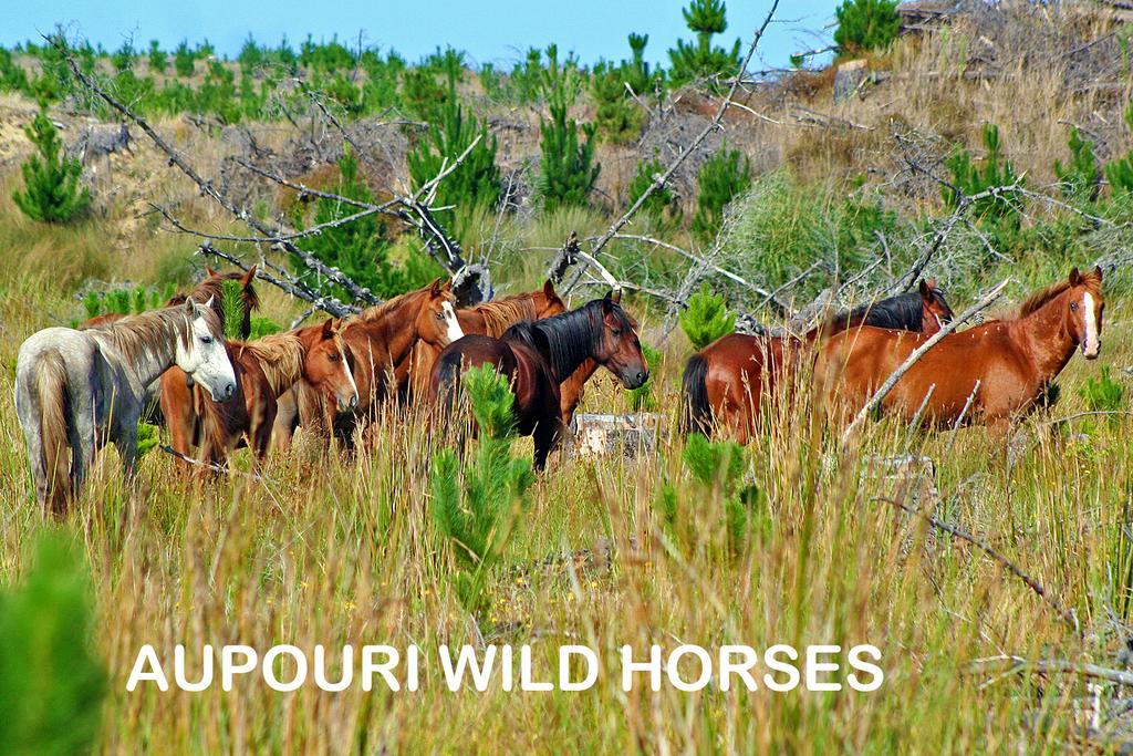 Pukenui Holiday Park Εξωτερικό φωτογραφία